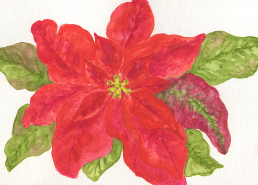Poinsettia