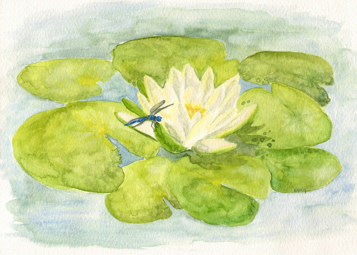 Waterlily