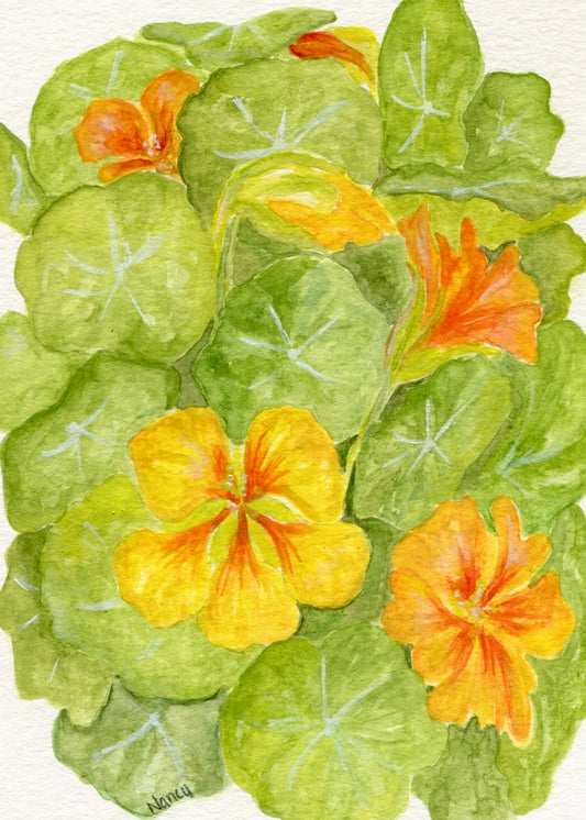 Nasturtiums