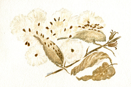 Milkweed Pods