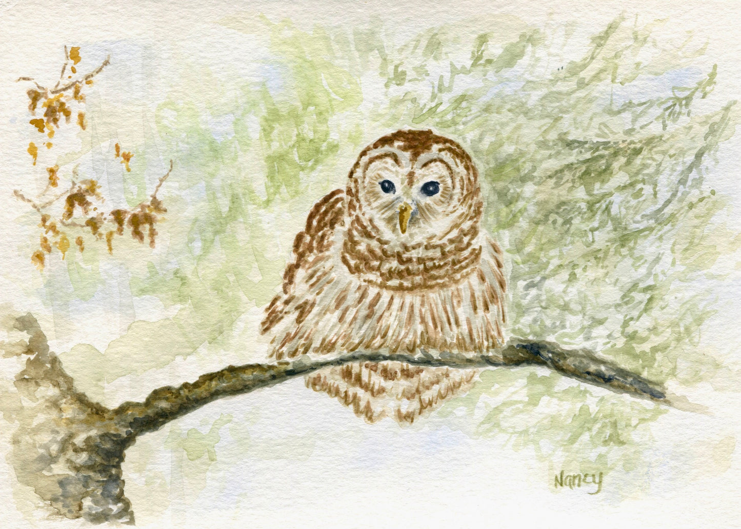 Wisconsin Barred Owl