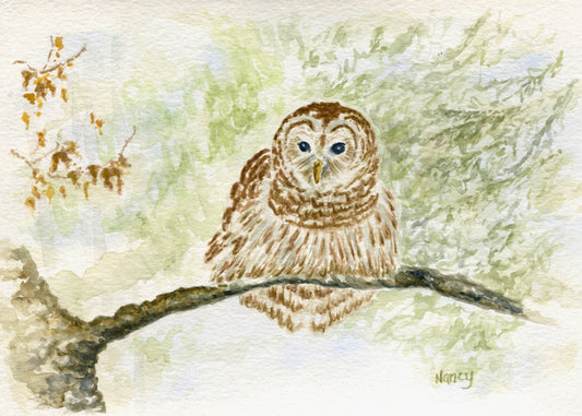 Wisconsin Barred Owl