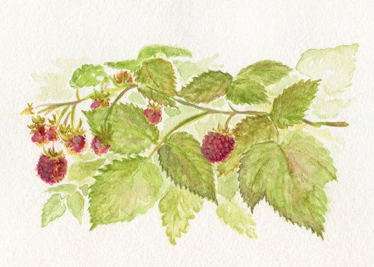 Raspberry