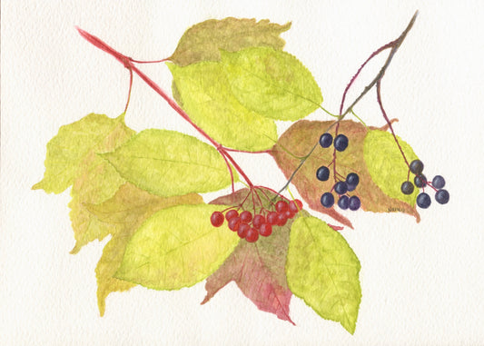Autumn Fruits