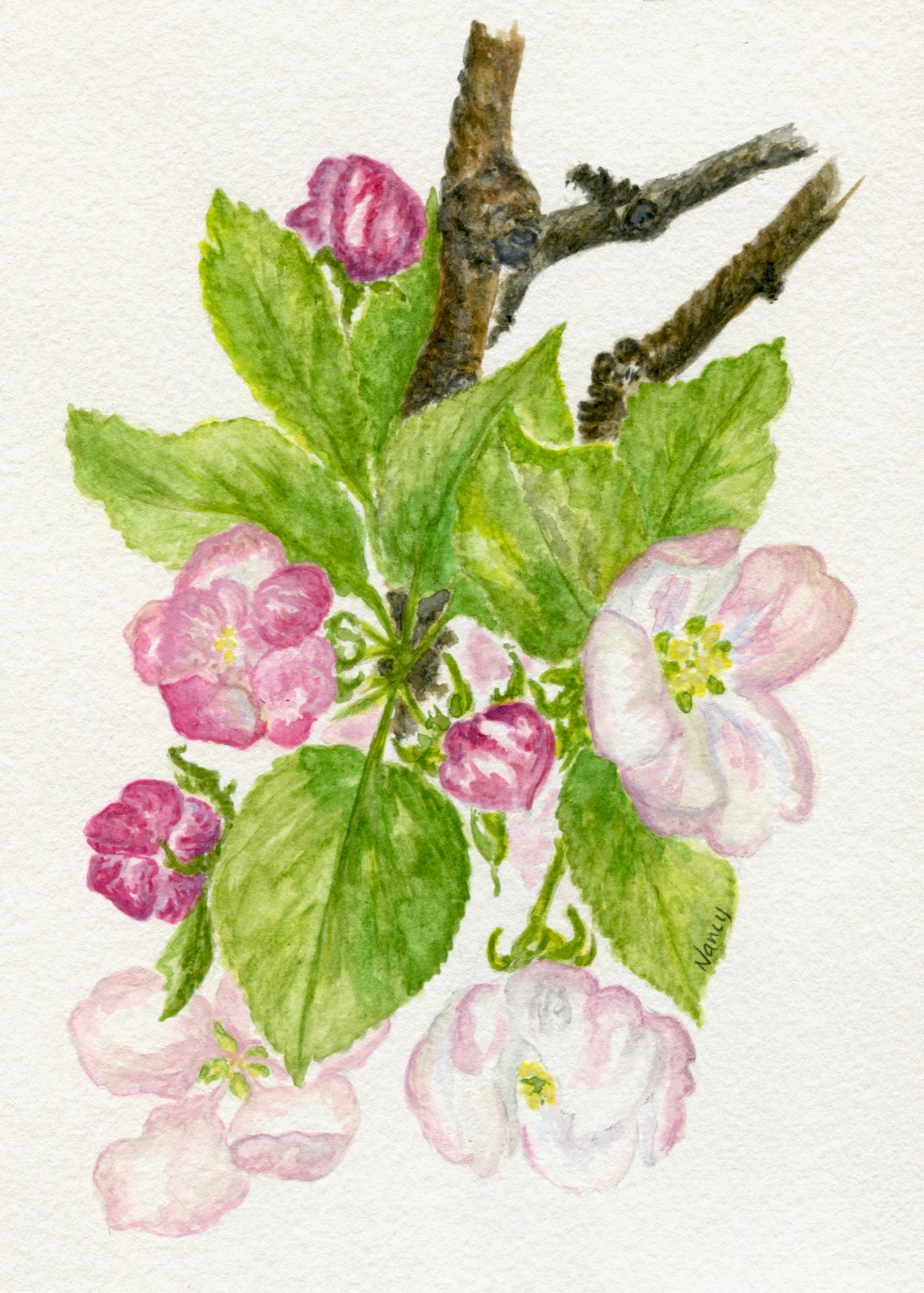 Apple Blossoms