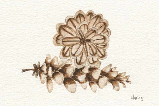 Pine Cones