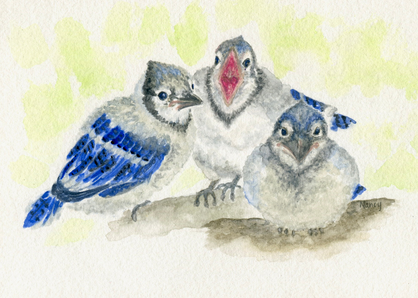 Bluejay Babies