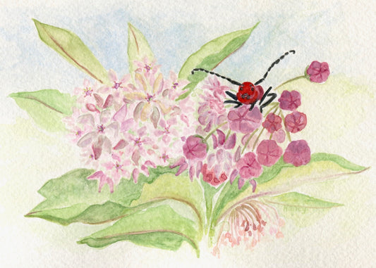 Milkweed Beetle