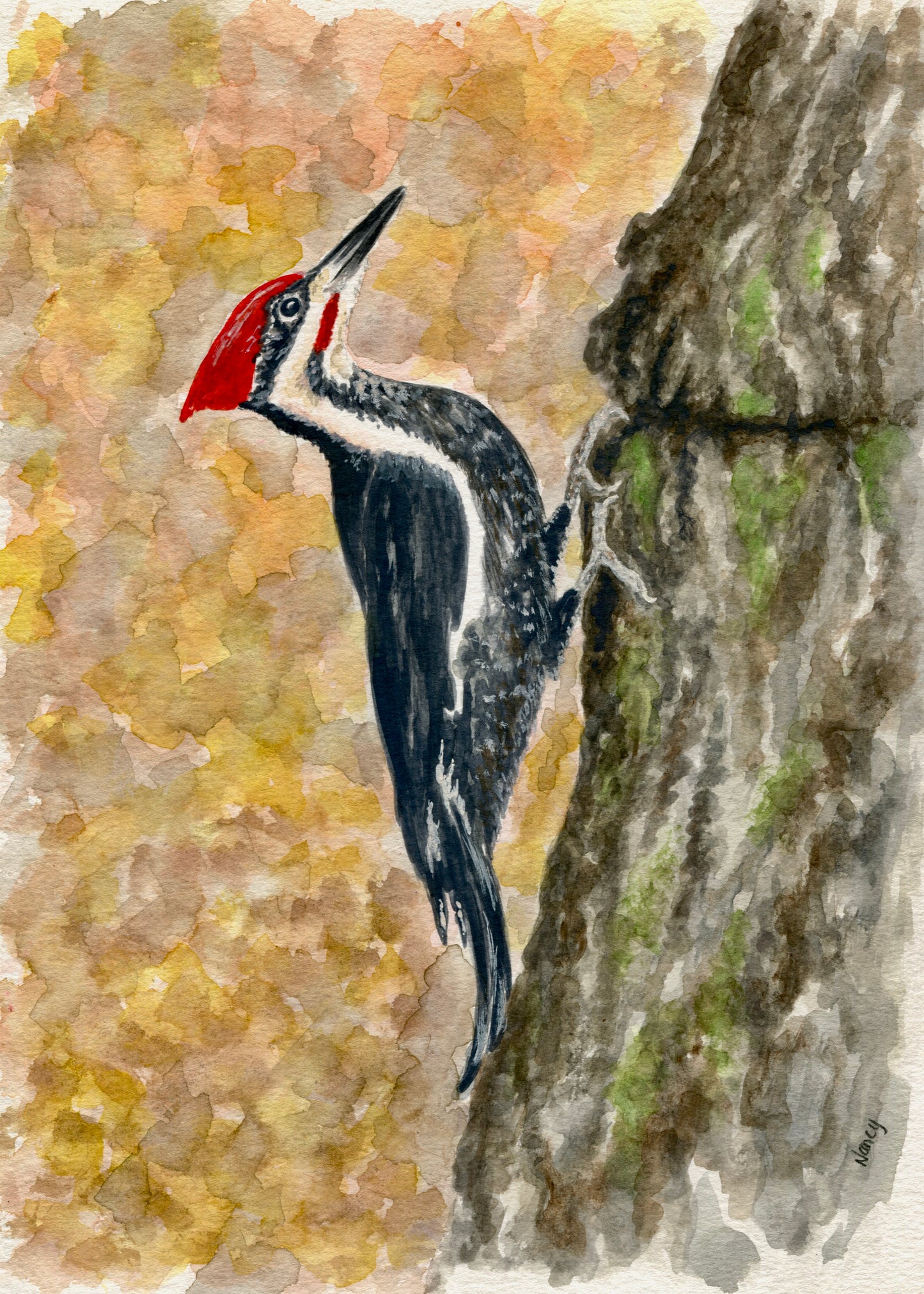 Pileated Woodpecker