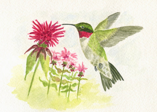 Hummingbird on Monarda
