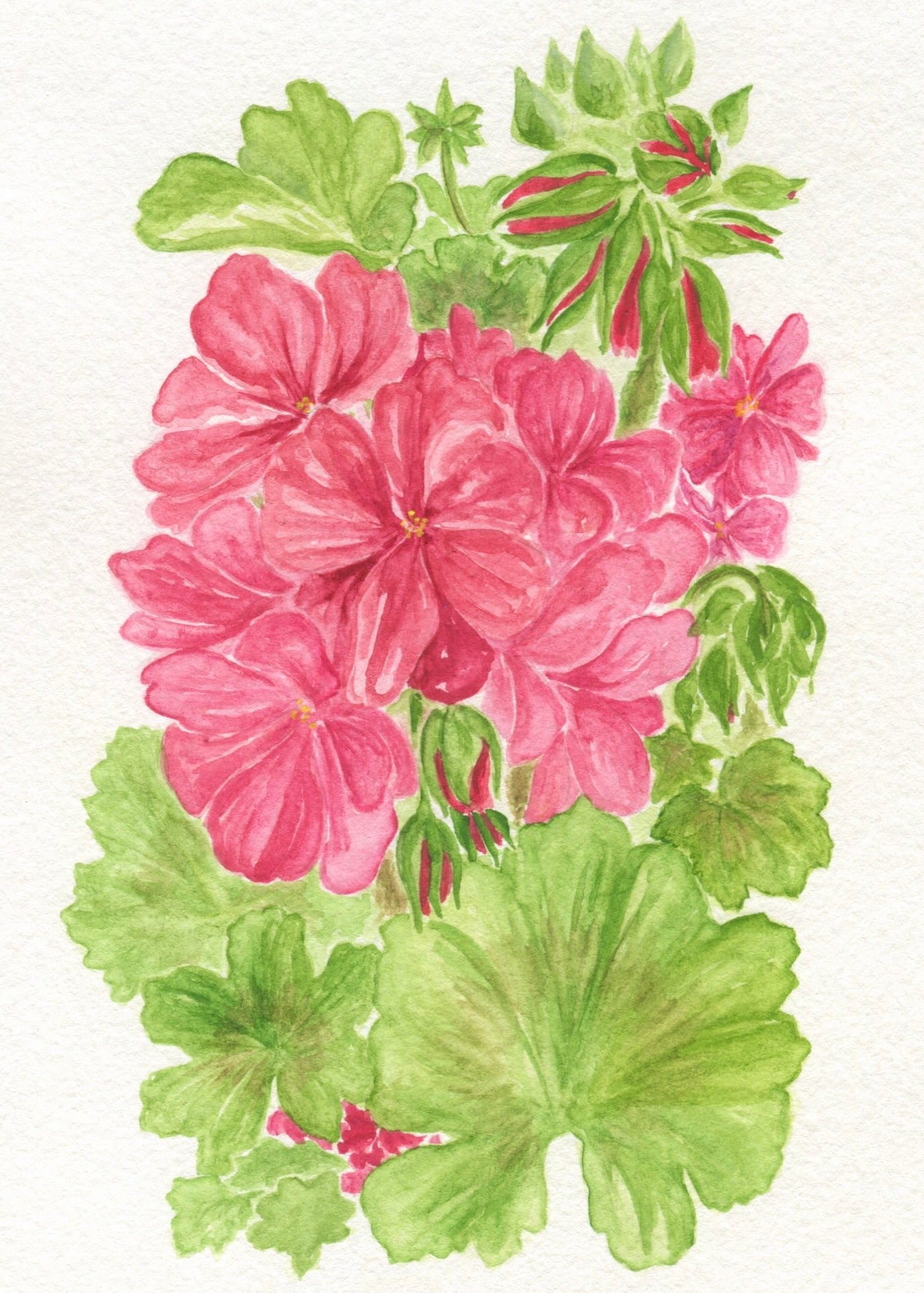 Geranium