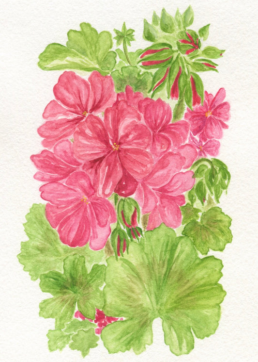 Geranium