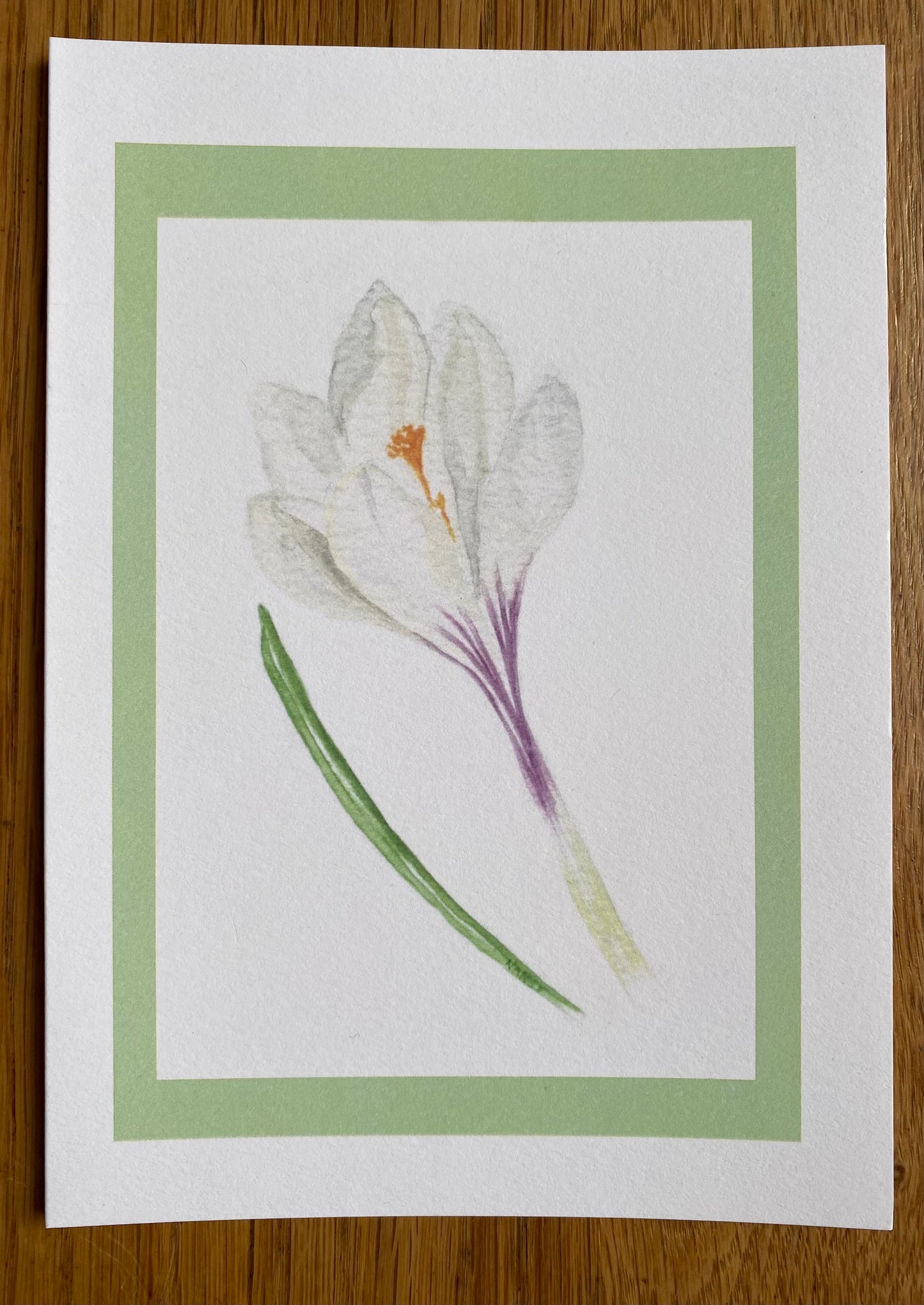 White Crocus