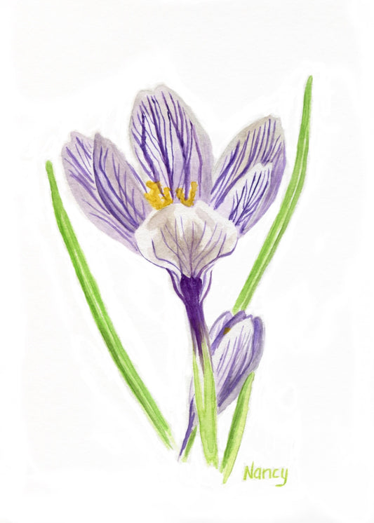 Pickwick Crocus