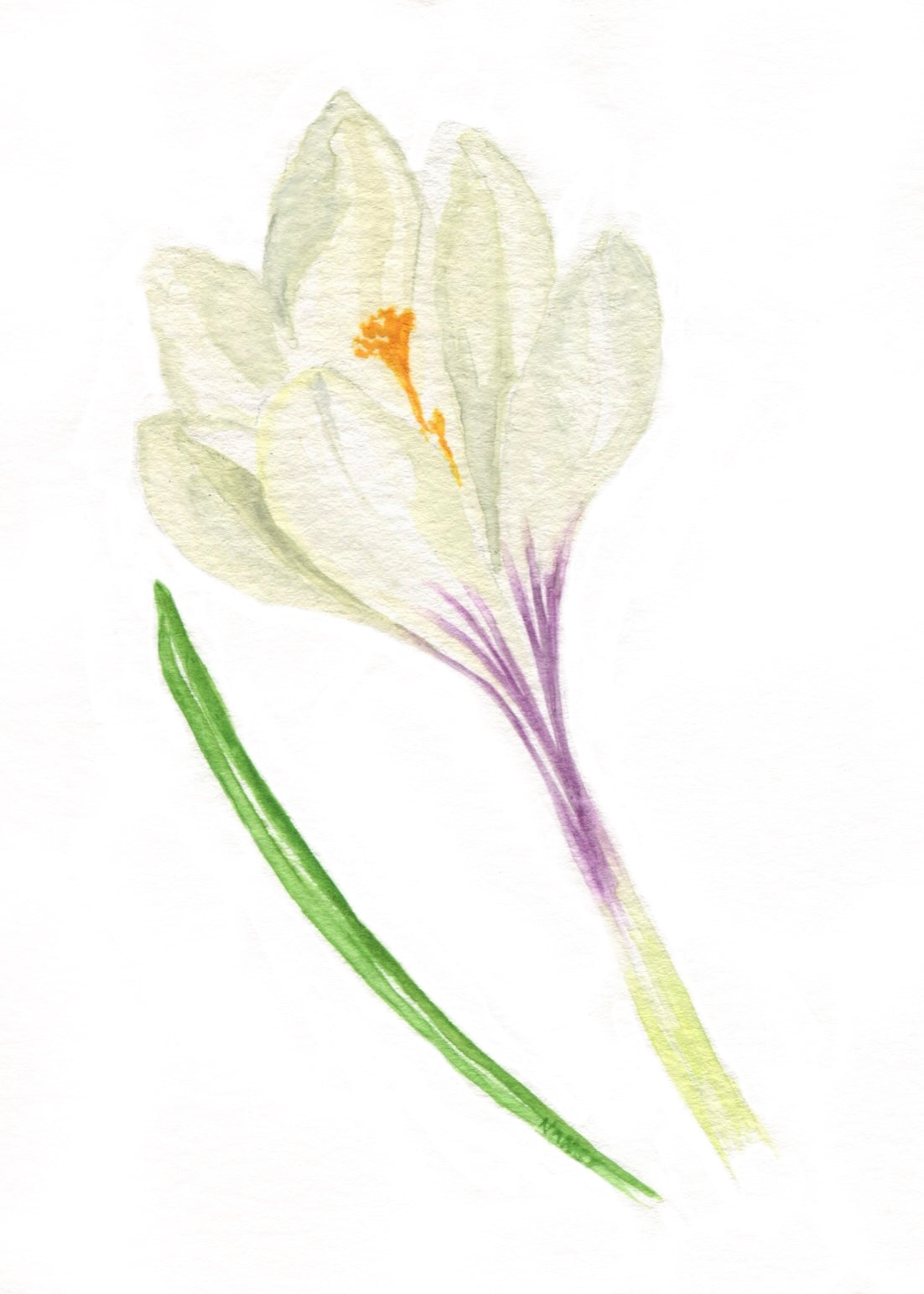 White Crocus