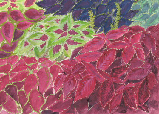 Oh Coleus!